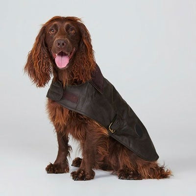 Cocker Spaniel with tartan Barbour waxed cotton dog coat