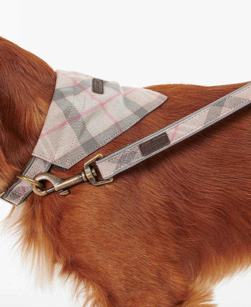 Medium size dog with quality Barbour dog leash in pink tartan.