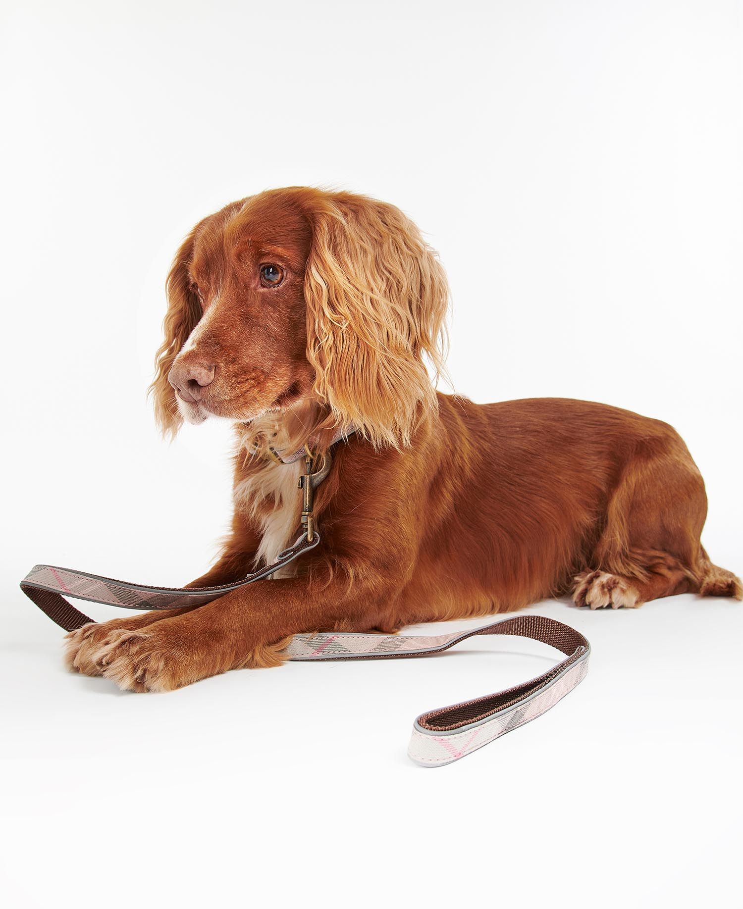 Blonde cocker spaniel with Barbour dog leash in pink tartan.