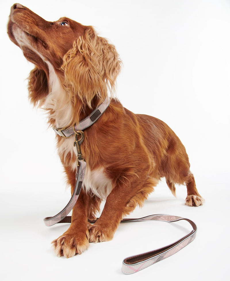 Cute cocker spaniel with Barbour dog collar and  stylish leash