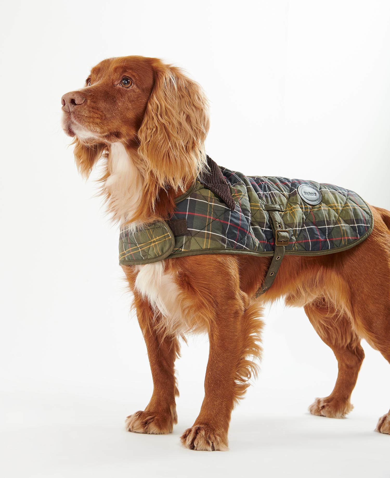 Gold color Cocker Spaniel in Barbour Dog Coat Classic Tartan