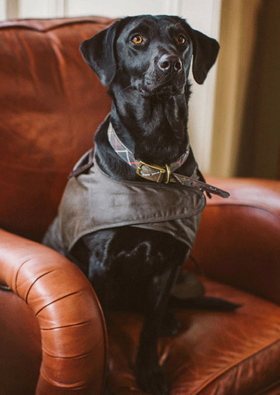 Black labrador wearing olive Barbour dog jacket and tartan Barbour dog collar.