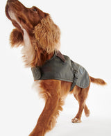 Cocker spaniel with olive color Barbour dog jacket