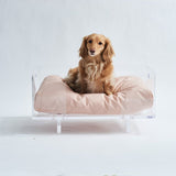 Dachshund on a stylish acrylic dog bed