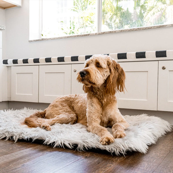 Large dog resting on a Paw brand portable travel bed