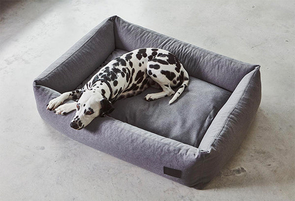 Dalmatian sleeping on Miacara divo dog bed