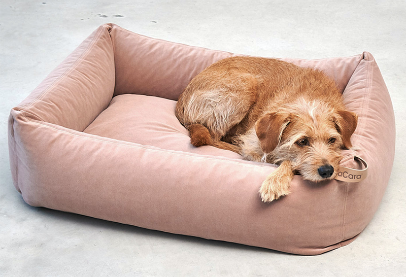 Large dog on luxury miacara dog bed