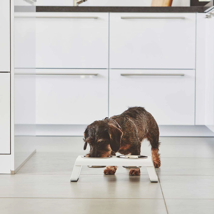 Small dog eating from Miacara desco dog feeder