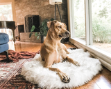 Shop large size orthopedic dog beds for your Extra Large dog
