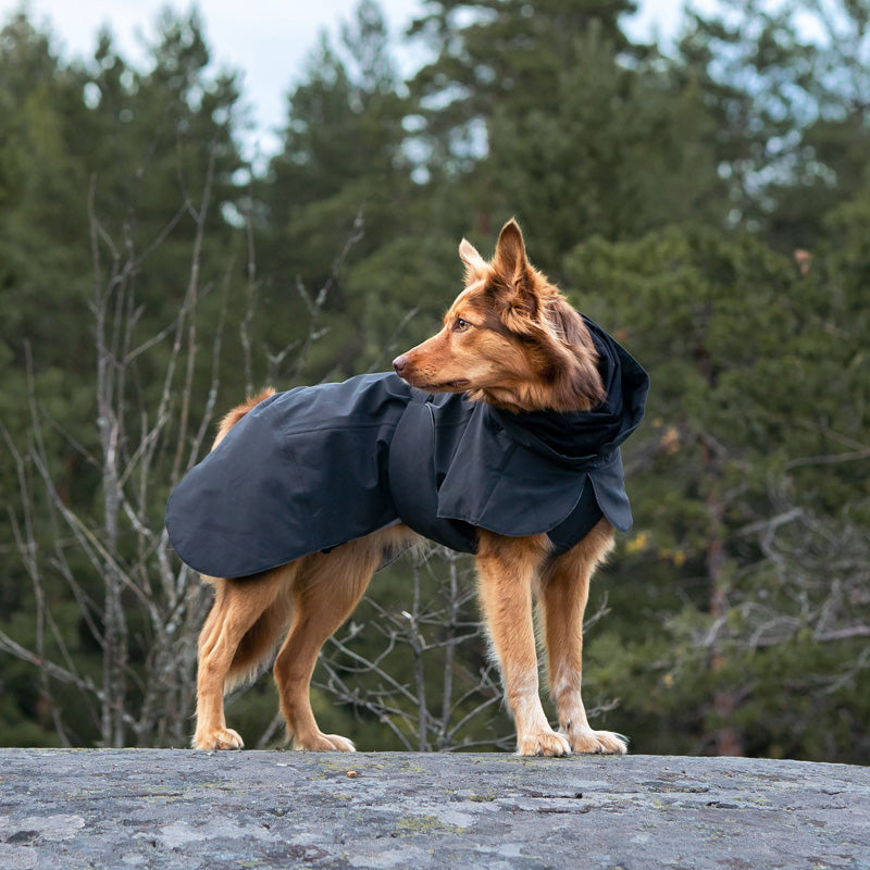 Collie dog breed wearing black Paikka dog coat waterproof