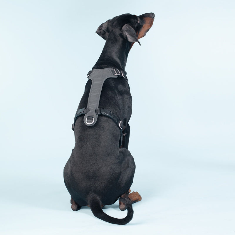 Dark black color Paikka dog harness