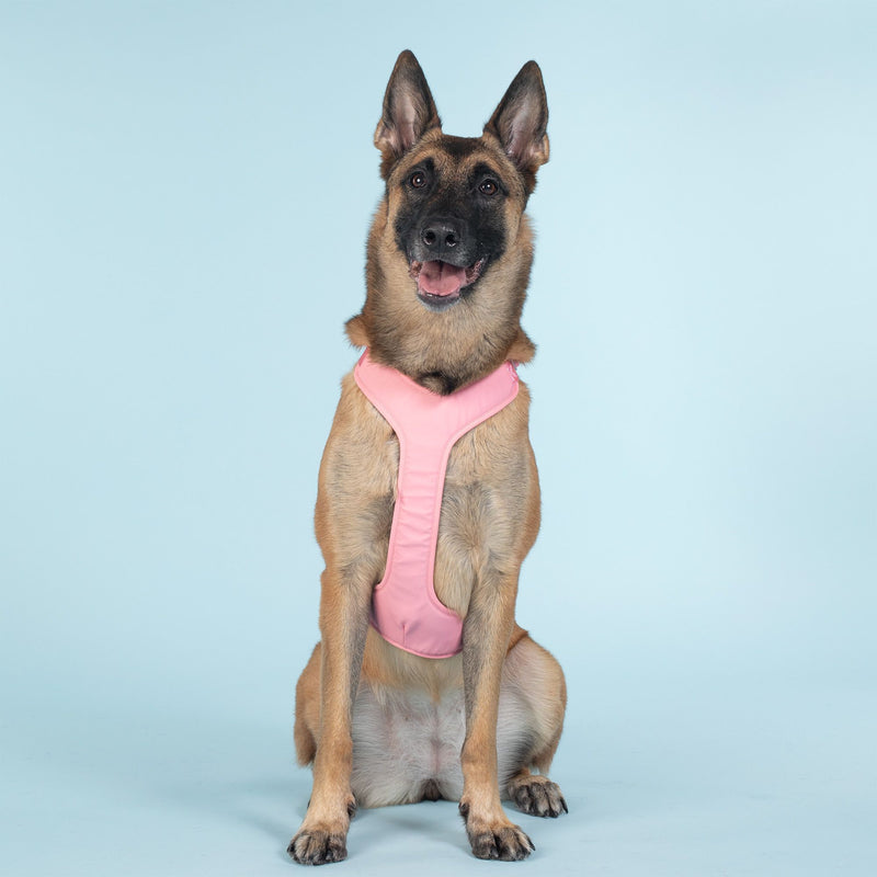 German shepherd in pink Paikka dog harness