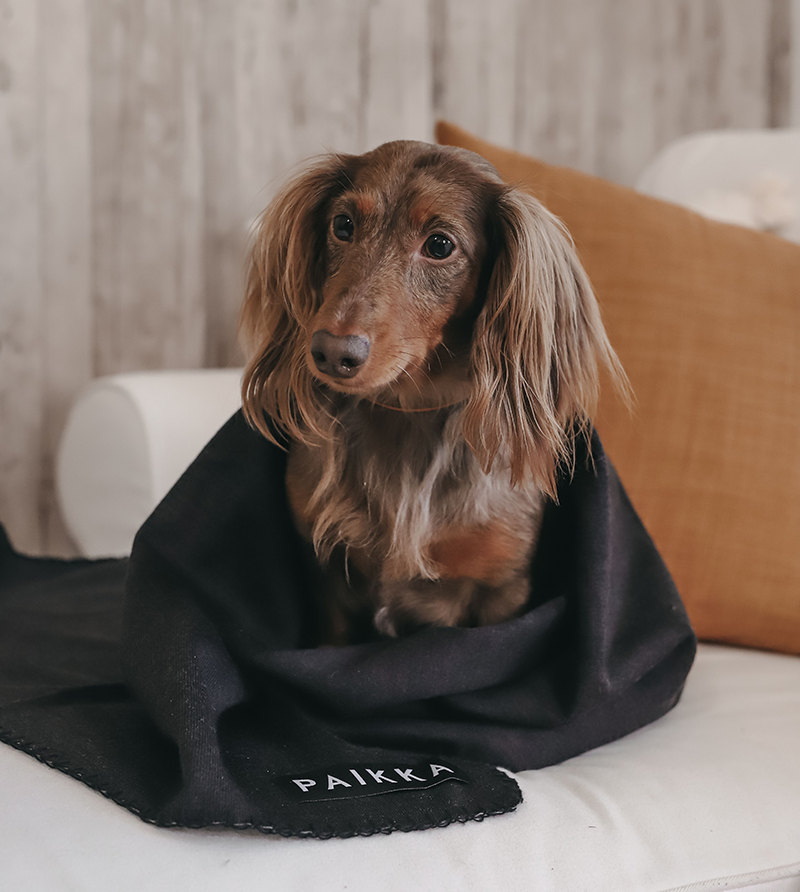 Dachshund in a paikka blanket keeping warm