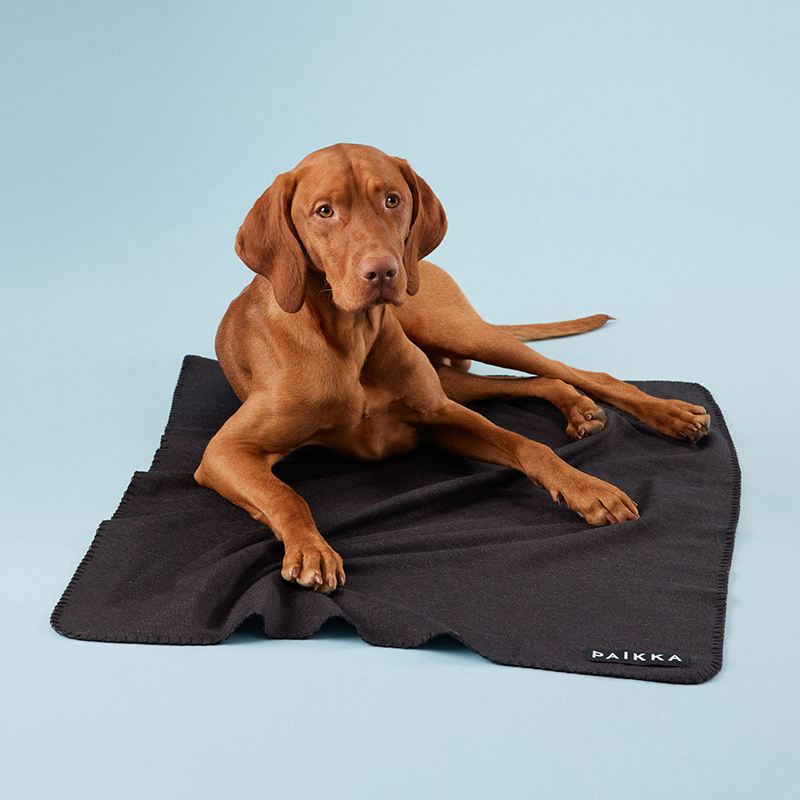 Large brown dog with a cozy Paikka blanket