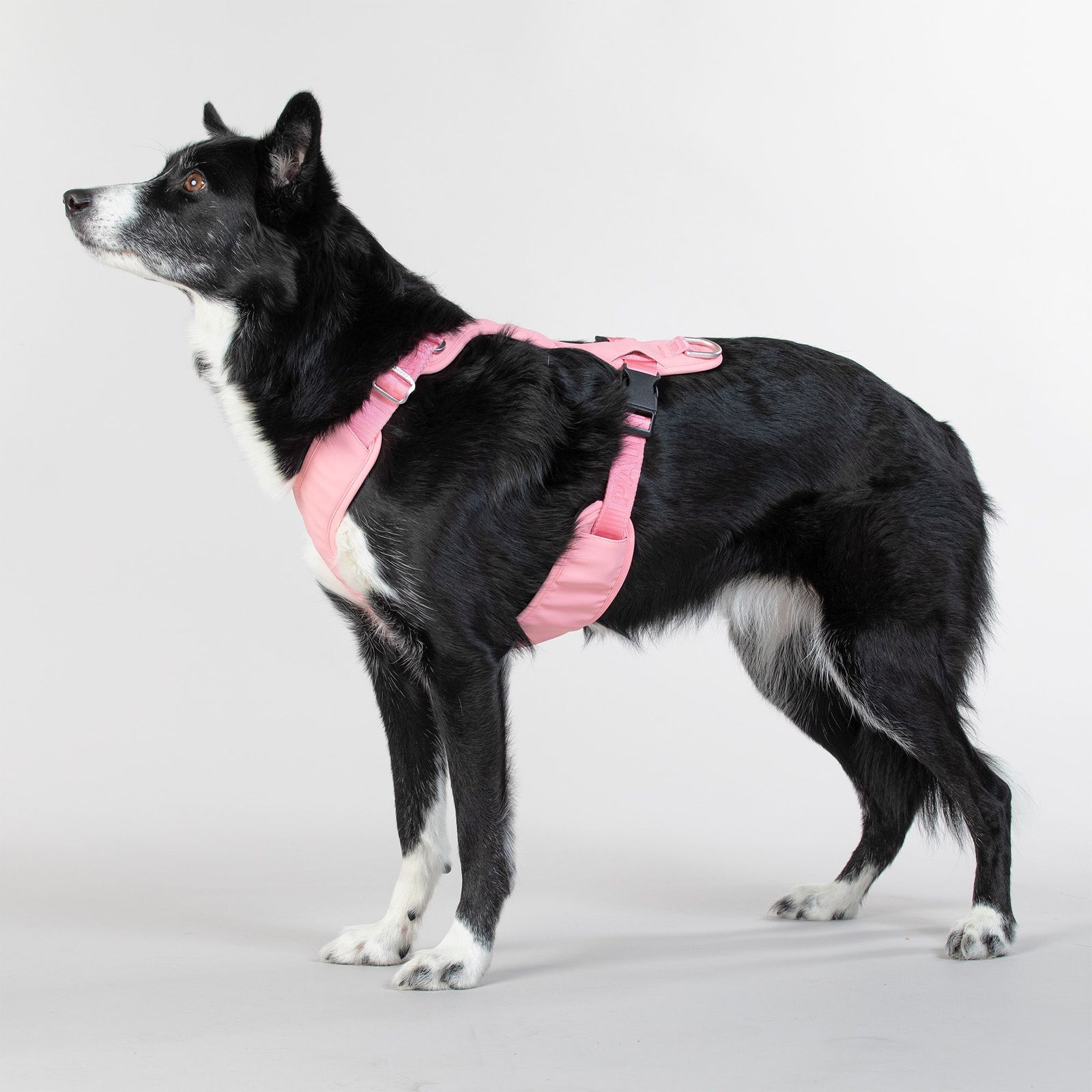 Best reflective dog harness best sale