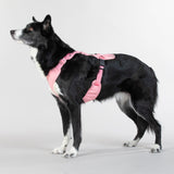 Black shepherd dog wearing Paikka harness for large dogs