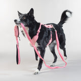 Large black dog carrying a pink Paikka dog harness 