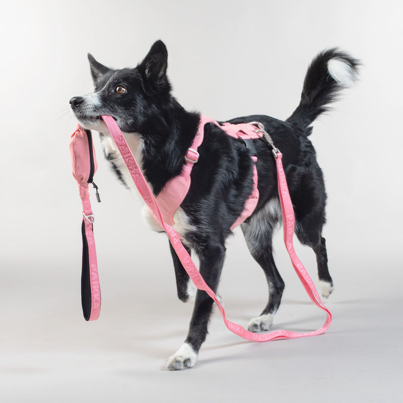 Black dog with Paikka dog harness and leash