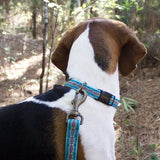 Dog collar in diamond river turquoise blue color
