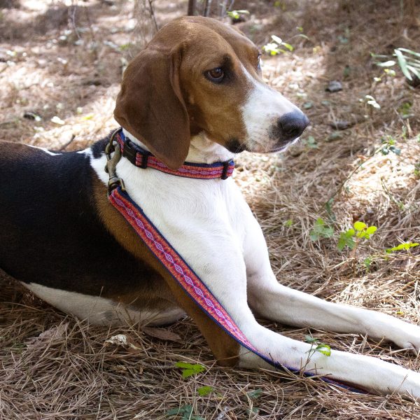 Pendleton dog collar in diamond river