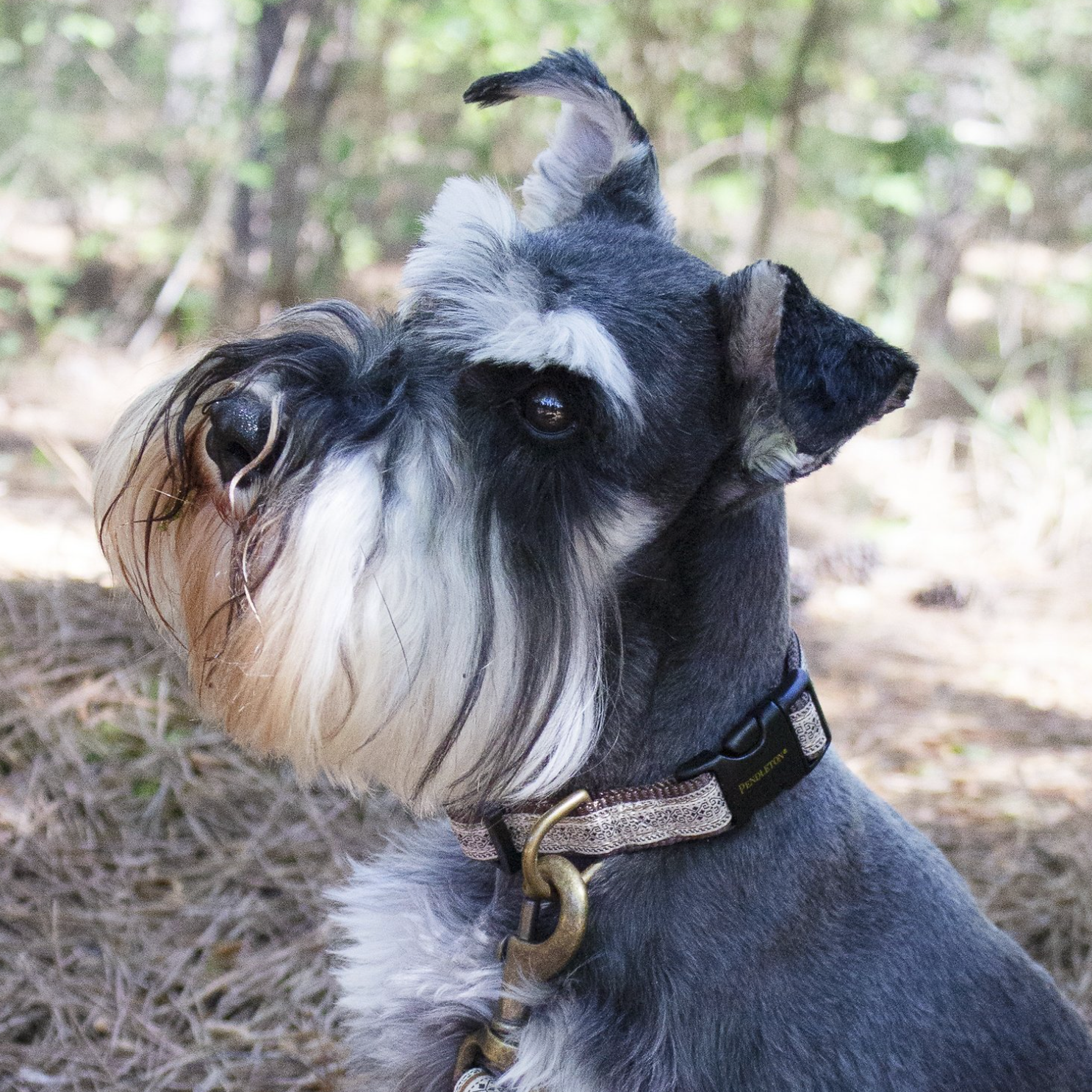 Schnauzer wearing a Pendleton Dog Westerley Dog Collar