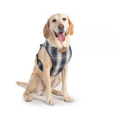 Labrador wearing Pendleton dog harness in plaid