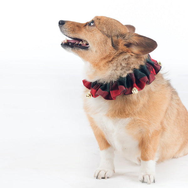 Pendleton MacCormick Jingle Dog Collar