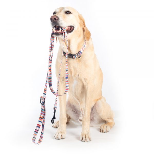 Labrador wearing Pendleton Tamiami dog leash