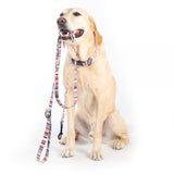 Labrador wearing Pendleton Tamiami dog leash