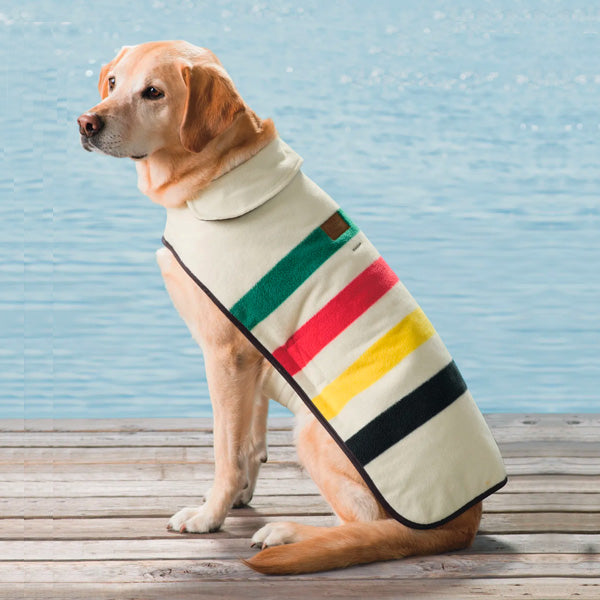 A golden retriever, large dog breed, wearing Pendleton winter dog coat in Glacier National Parks design.