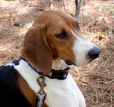 Beagle with pendleton dog collar in harding pattern
