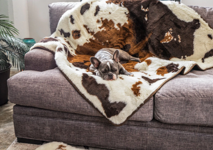 Frenchie sleeping on a waterproof dog blanket in cowhide