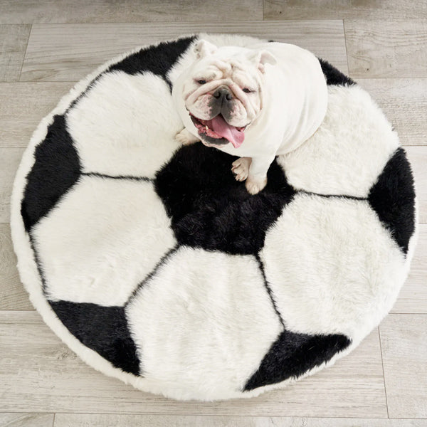 Cute english bulldog sitting on puprug soccer ball shaped dog bed