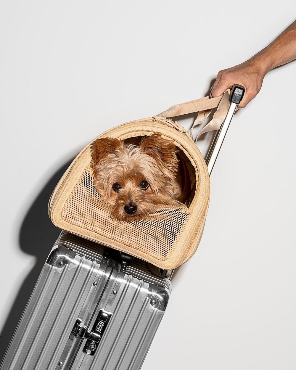 Small dog carrier