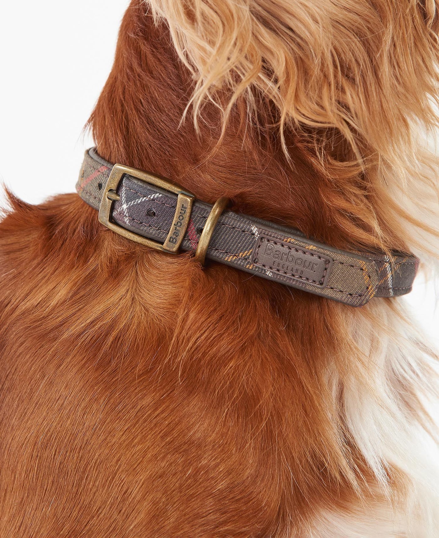 Barbour tartan dog collar online