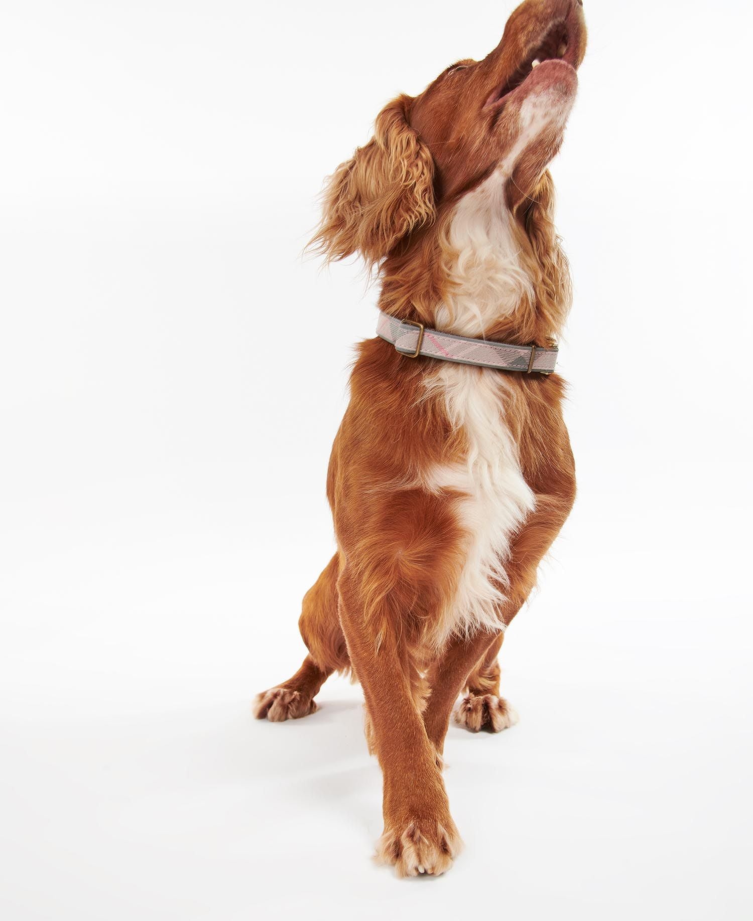 Barbour tartan dog collar in pink is stylish and reflective for night walks.