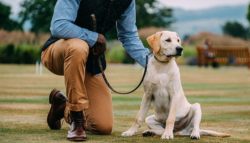 Yellow Labrador with Barbour dog leash