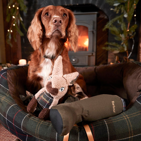 Cocker spaniel with Barbour rabbit dog toy