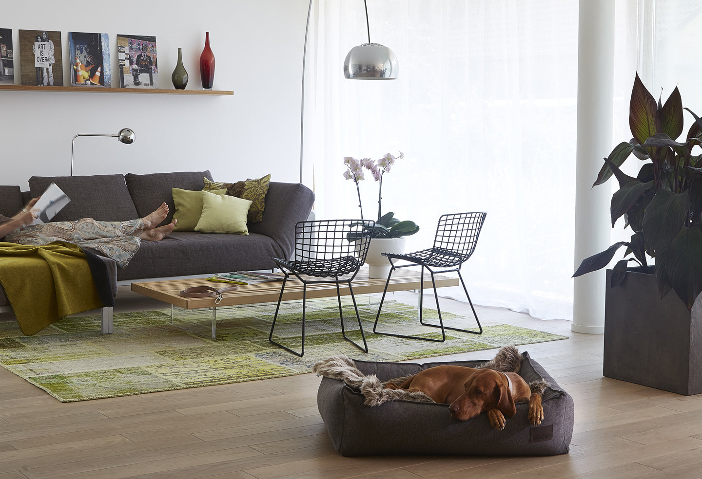 Stylish Miacara dog bed for large dogs