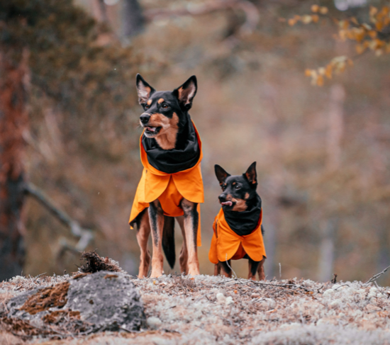 Best waterproof dog jacket clearance