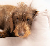 Dachsund sleeping on a cotton canvas luxury dog bed