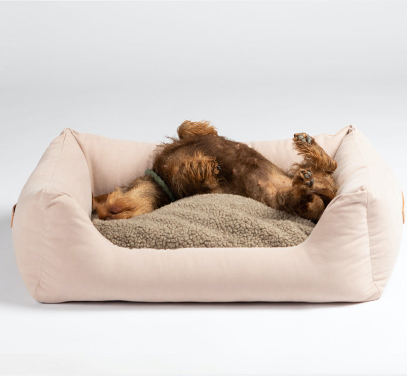 Dachshund sleeping on a luxury bolster dog bed with joy.