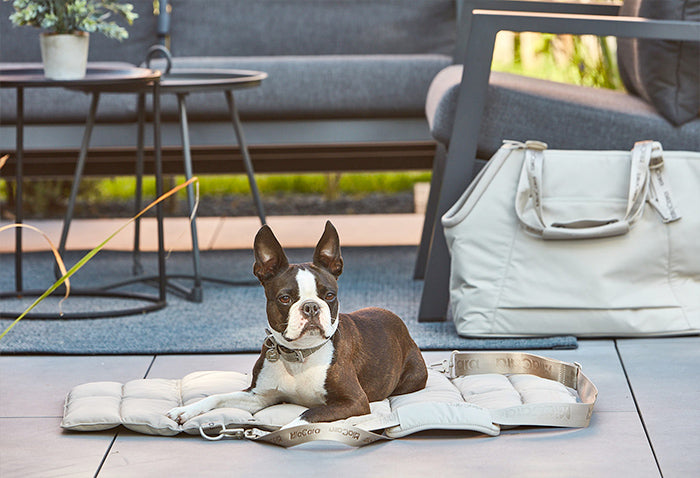 Boston terrier on a Miacara travel dog mat