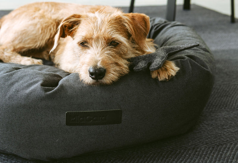 Cutest dog and cat bed from MiaCara that pets love