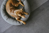Miacara Rondo dog bed is indestructible