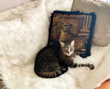Tabby cat on a scratch free cozy blanket