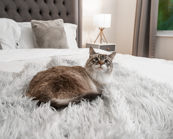 Blanket with cats on discount it