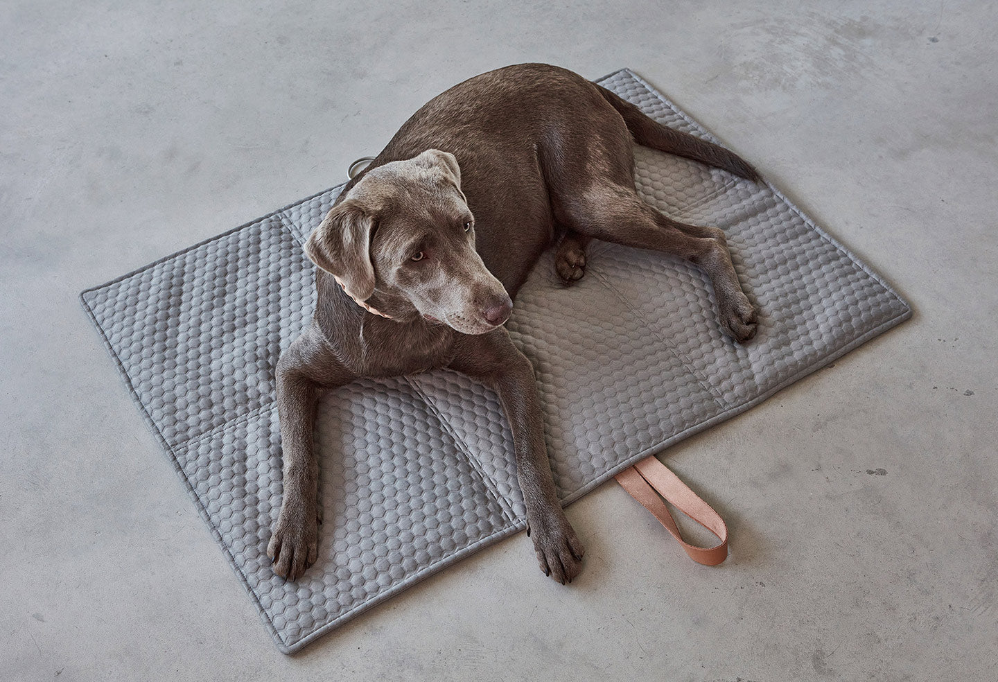 Miacara Cosmo Dog Mat & Travel Bed Foldable