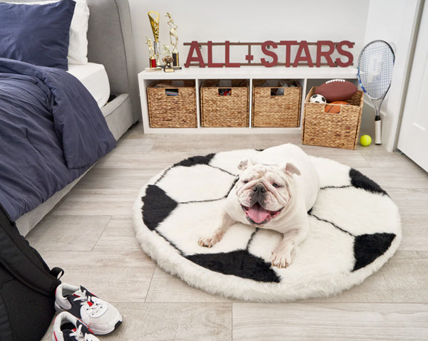 Englisg bulldog  sitting on a cute Puprug dog bed shaped as soccer ball