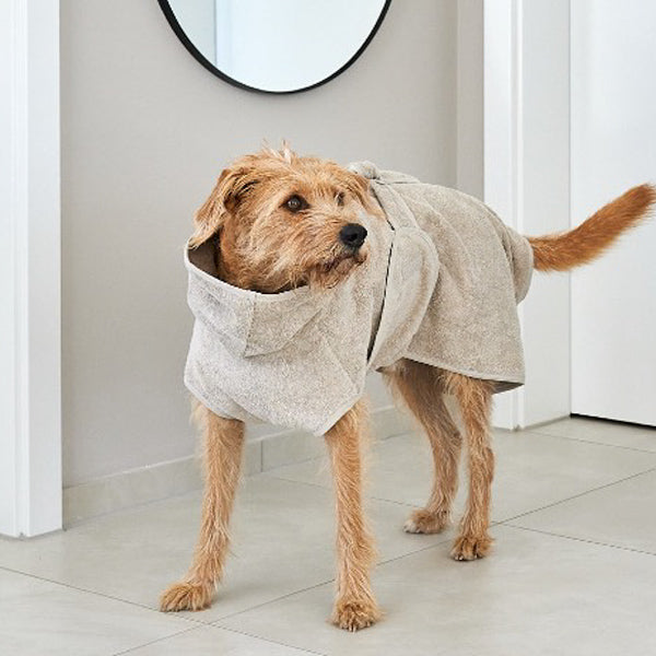 Large dog wearing miacara bathrobe for dogs